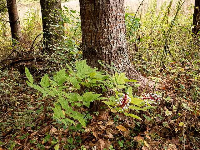 Actaea pachypoda (White baneberry) #84703