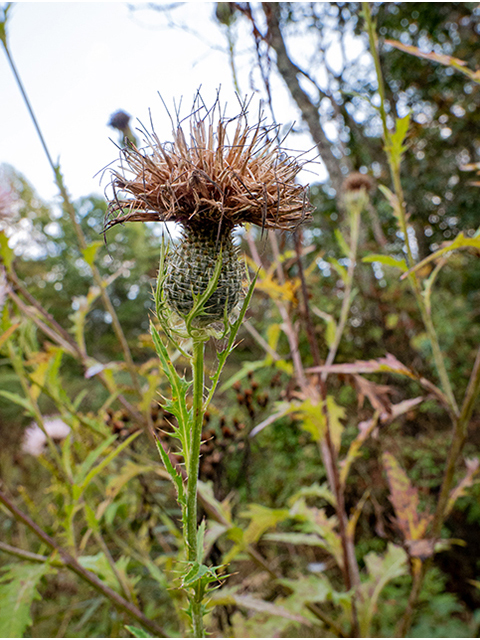 Cirsium discolor (Field thistle) #84712