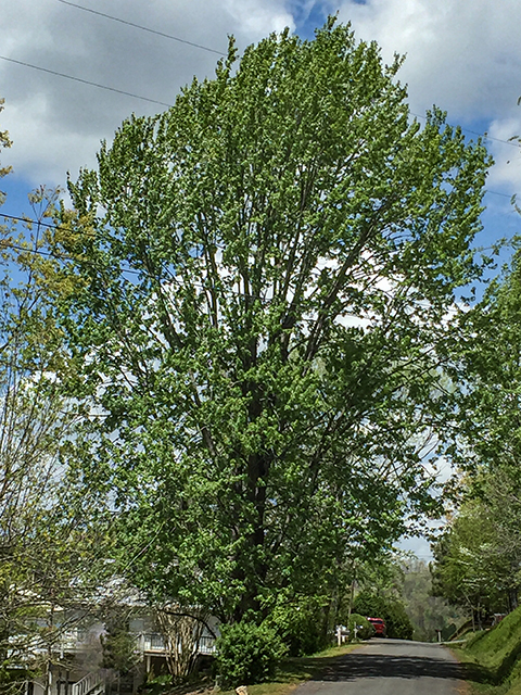 Acer saccharinum (Silver maple) #84758