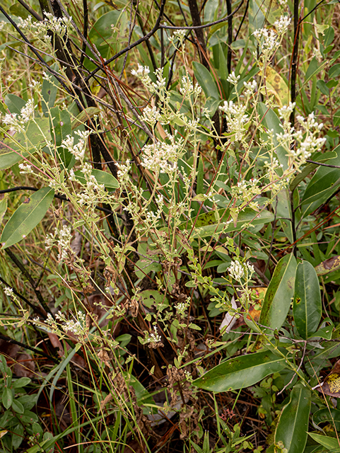 Eupatorium pilosum (Rough boneset) #84784