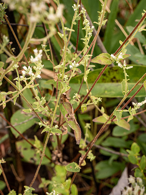 Eupatorium pilosum (Rough boneset) #84785