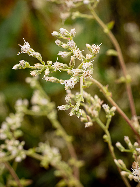 Eupatorium pilosum (Rough boneset) #84786