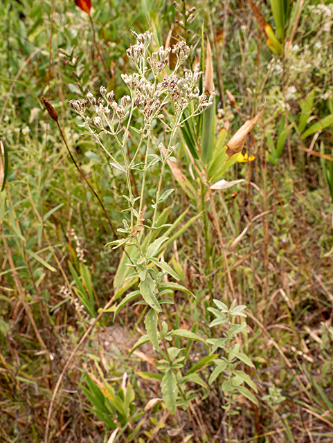 Eupatorium pilosum (Rough boneset) #84793