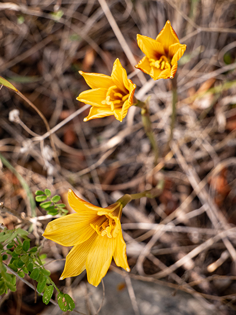 Habranthus tubispathus (Rio grande copperlily) #84803