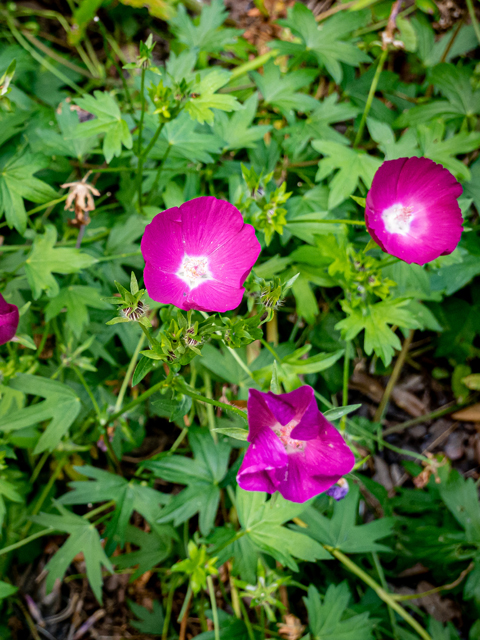 Callirhoe involucrata (Winecup) #84855