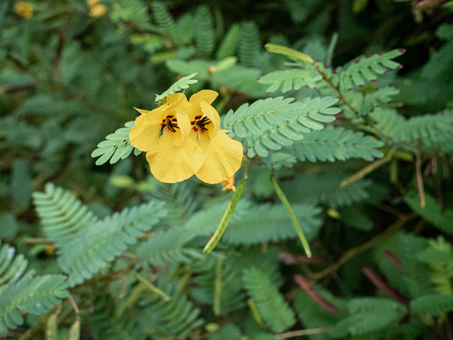 Chamaecrista fasciculata (Partridge pea) #84859