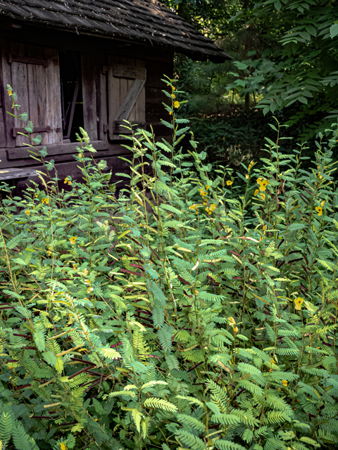 Chamaecrista fasciculata (Partridge pea) #84862