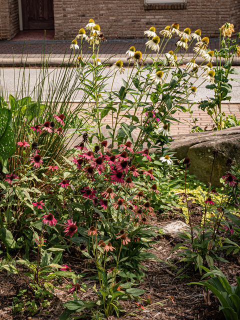 Echinacea purpurea (Eastern purple coneflower) #84906