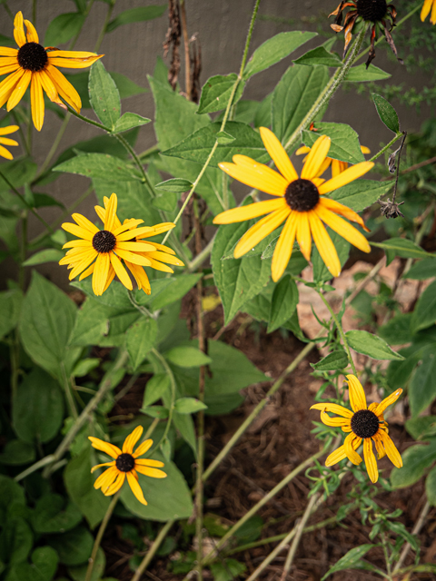 Rudbeckia hirta (Black-eyed susan) #84908