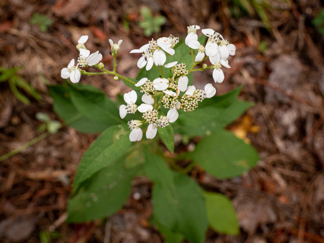 Verbesina virginica (Frostweed) #84937