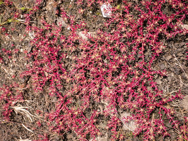 Diamorpha smallii (Elf orpine) #84950