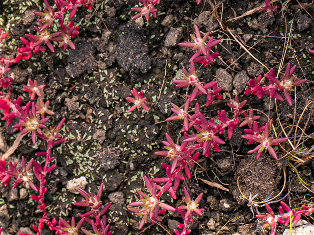 Diamorpha smallii (Elf orpine) #84951