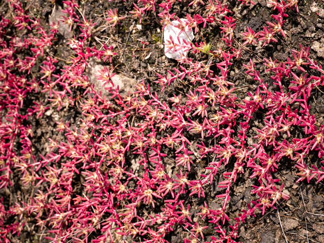 Diamorpha smallii (Elf orpine) #84952