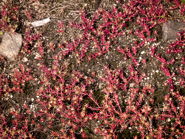 Diamorpha smallii (Elf orpine) #84954