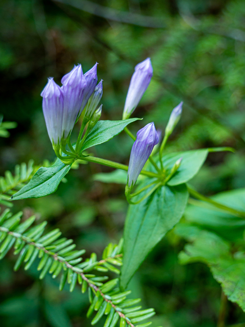 Gentianella quinquefolia (Agueweed) #85056