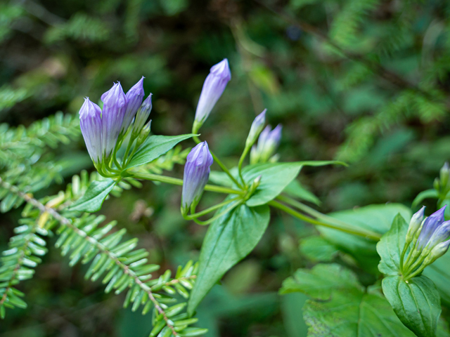 Gentianella quinquefolia (Agueweed) #85057