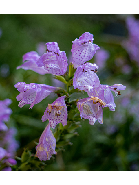 Physostegia virginiana (Fall obedient plant) #85106