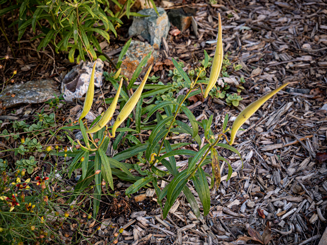 Asclepias tuberosa (Butterflyweed) #85115