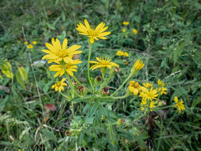 Chrysopsis mariana (Maryland goldenaster) #85129