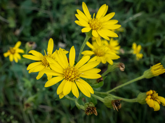 Chrysopsis mariana (Maryland goldenaster) #85130