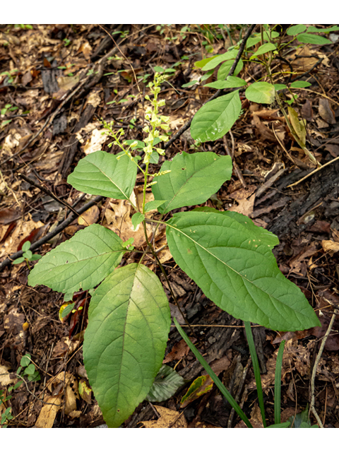 Collinsonia serotina (Blue ridge horsebalm) #85147