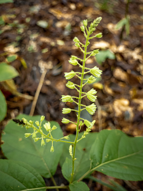 Collinsonia serotina (Blue ridge horsebalm) #85148