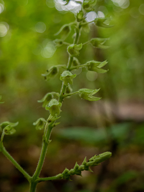 Collinsonia serotina (Blue ridge horsebalm) #85149