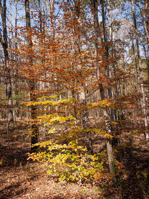 Fagus grandifolia (American beech) #85236