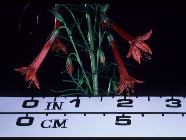 Ipomopsis rubra (Standing cypress) #20451