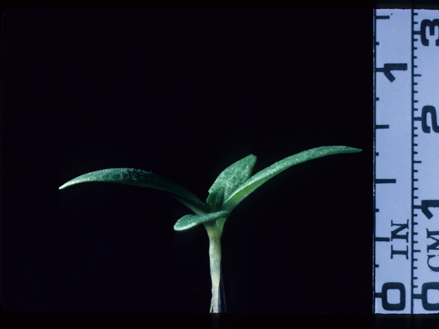 Phlox drummondii (Annual phlox) #20533