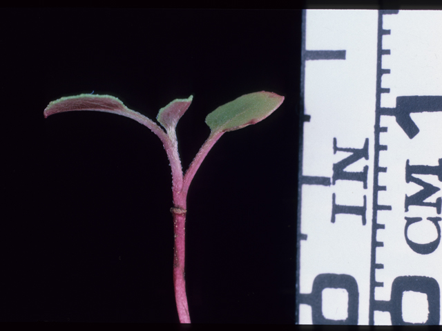 Oenothera speciosa (Pink evening primrose) #20673