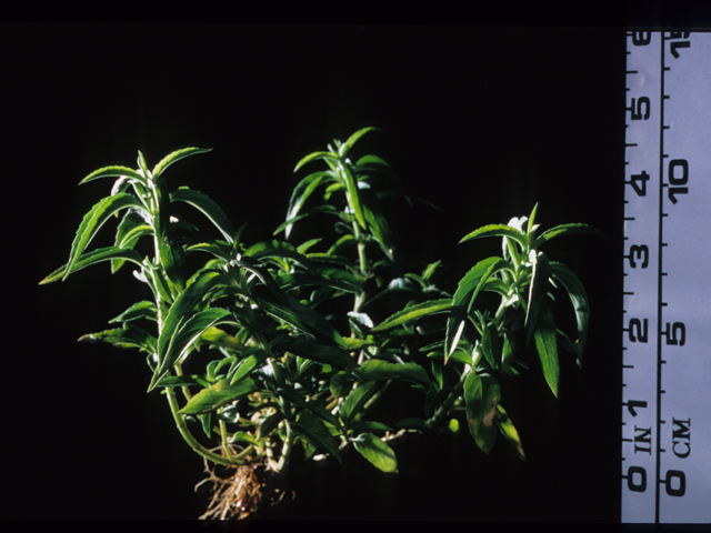 Phlox drummondii (Annual phlox) #20682