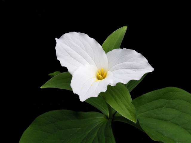 Trillium grandiflorum (White wake-robin) #26222