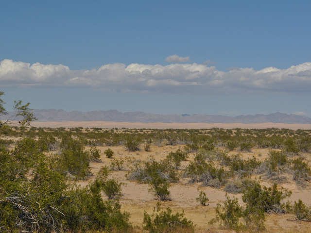 Larrea tridentata (Creosote bush) #43070