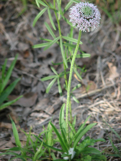 Marshallia caespitosa var. caespitosa (Barbara's buttons) #26369