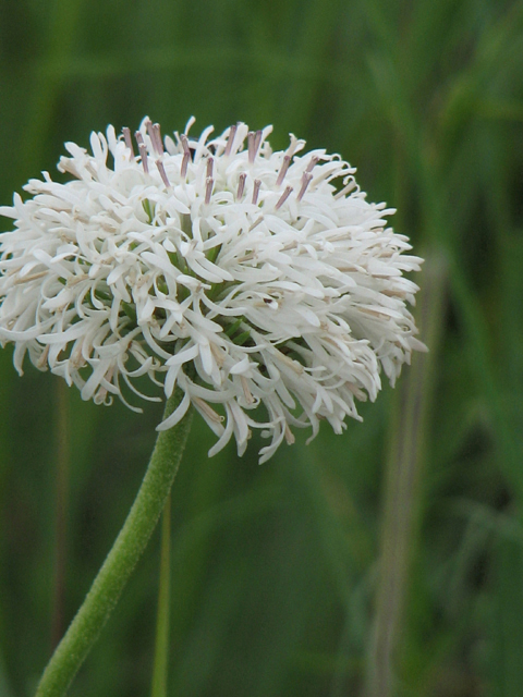 Marshallia caespitosa var. caespitosa (Barbara's buttons) #26370