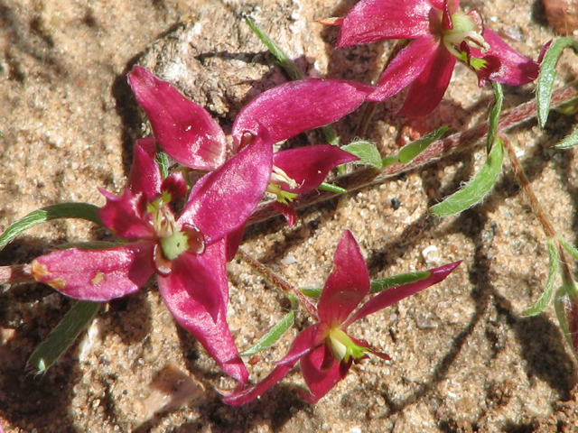 Krameria lanceolata (Trailing krameria) #26395