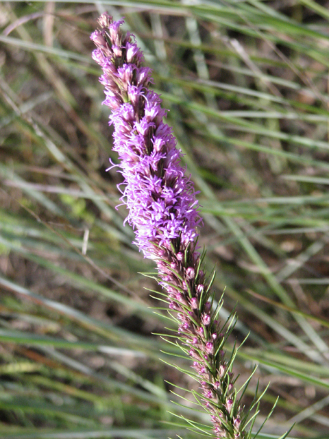 Liatris aestivalis (Summer gayfeather) #26429