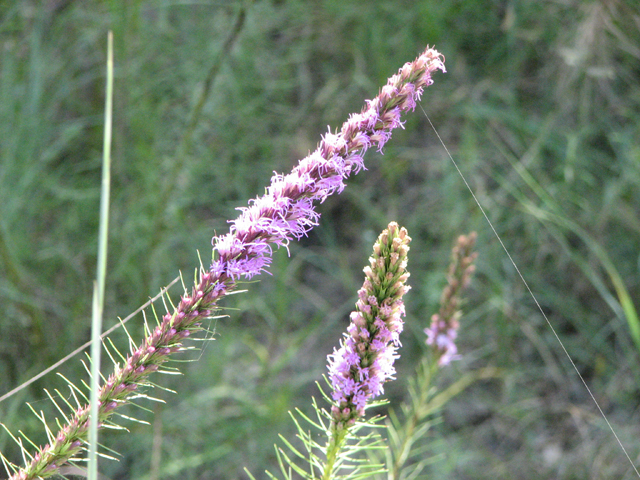 Liatris aestivalis (Summer gayfeather) #26430