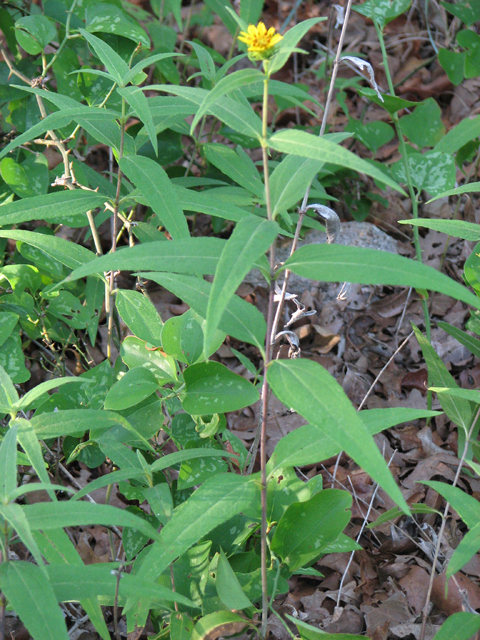 Helianthus hirsutus (Hairy sunflower) #26441