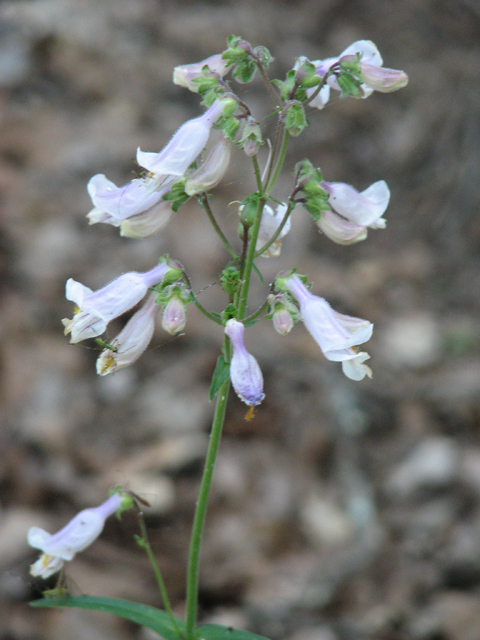 Penstemon laxiflorus (Nodding penstemon) #26461