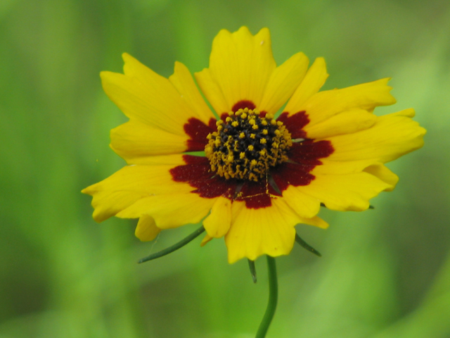 Coreopsis tinctoria var. tinctoria (Golden tickseed) #26506