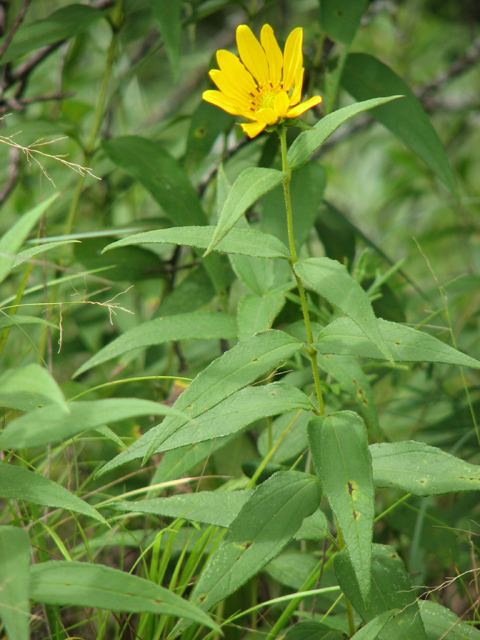 Helianthus hirsutus (Hairy sunflower) #26576