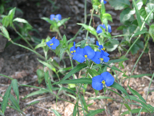 Commelina erecta var. angustifolia (Whitemouth dayflower) #26577