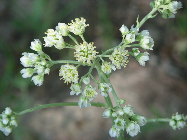 Hymenopappus scabiosaeus (Carolina woollywhite) #26597