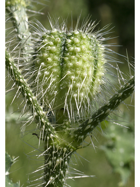 Cnidoscolus texanus (Texas bullnettle) #26749