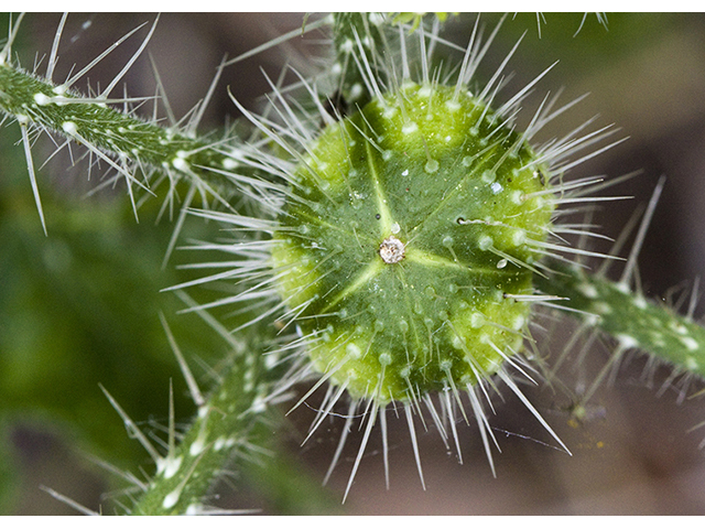 Cnidoscolus texanus (Texas bullnettle) #26750