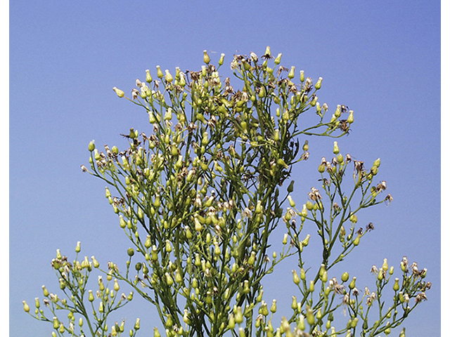 Conyza canadensis (Horseweed) #26752