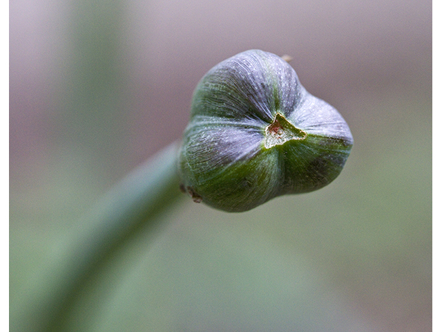 Cooperia pedunculata (Hill country rain lily) #26754