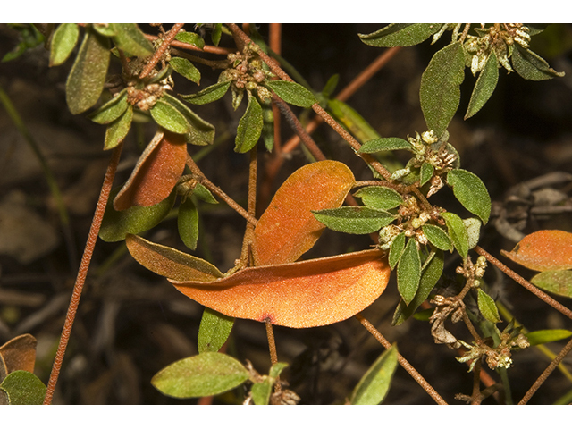 Croton monanthogynus (Prairie tea) #26761